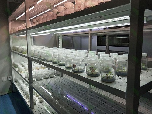醴陵植物组织培养实验室设计建设方案